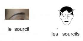 Vignette_Les_parties_du_visage