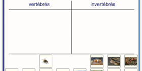 Vignette_vertebres