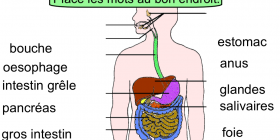 La digestion