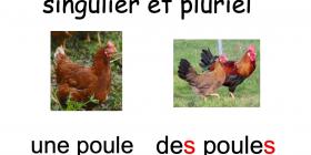 singulier pluriel